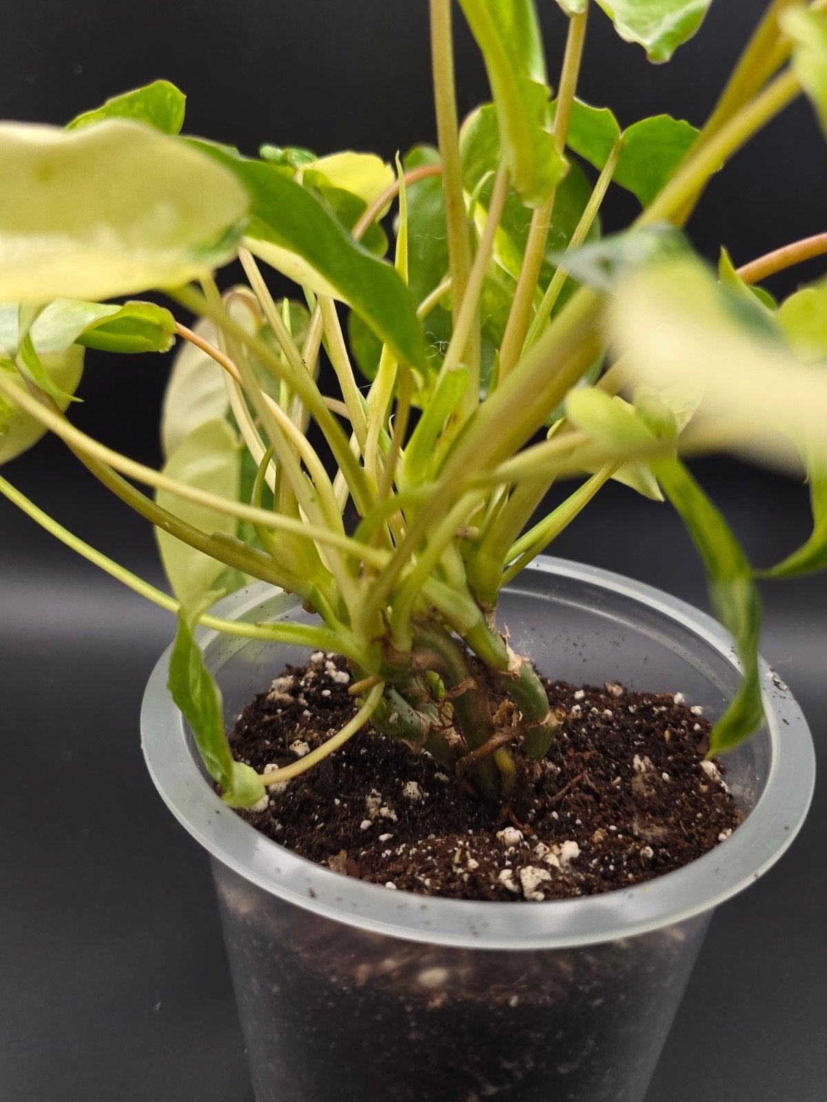 Philodendron burle marx varigata, Ophalen of Verzenden, Halfschaduw, Minder dan 100 cm