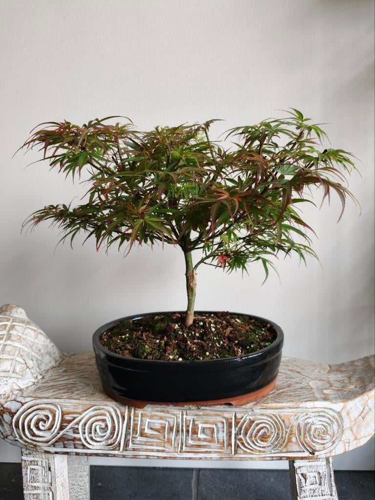 Acer Japanse Esdoorn Jerre Schwartz Bonsai, Ophalen
