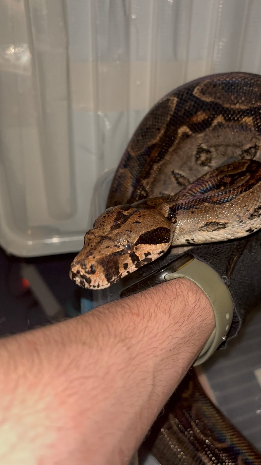 0.1 Sonora Boa Imperator Het Leopard 2018 Boa Constrictor - female for sale from The Marginata House
