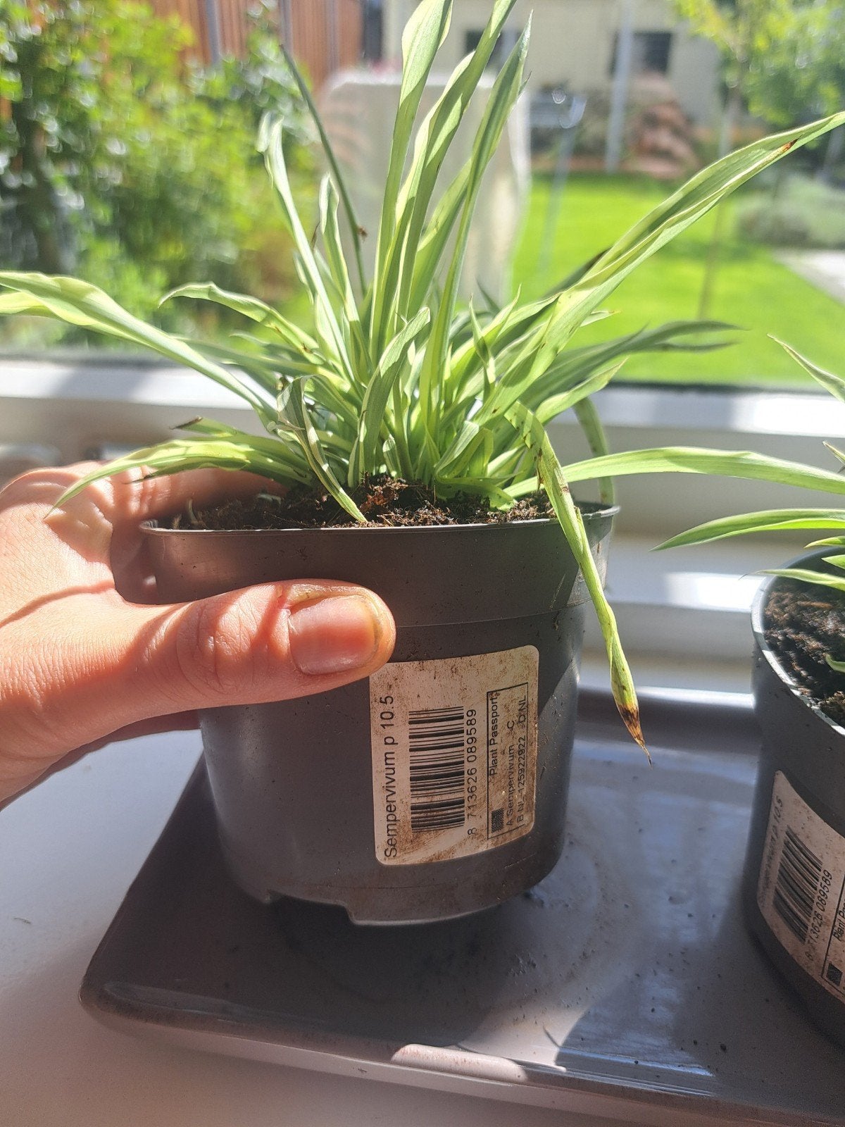 Chlorophytum comosum( spiderplant), Tuin en Terras, Bloempotten, Ophalen, Rond, Minder dan 25 cm, Minder dan 40 cm