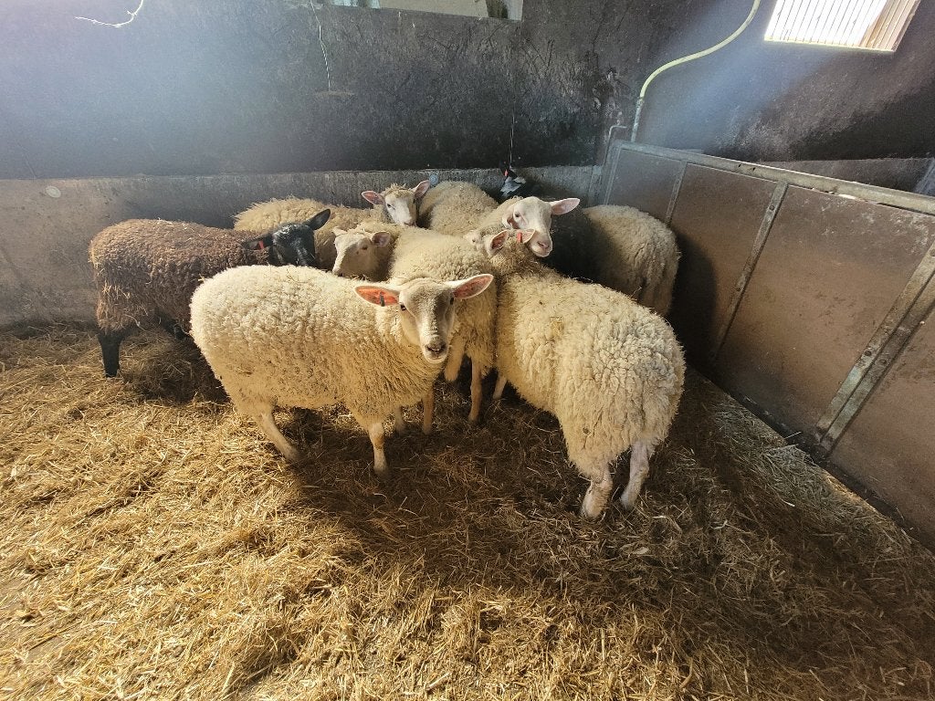 jonge ooilammeren, Dieren en Toebehoren, Vrouwelijk, Schaap, 0 tot 2 jaar