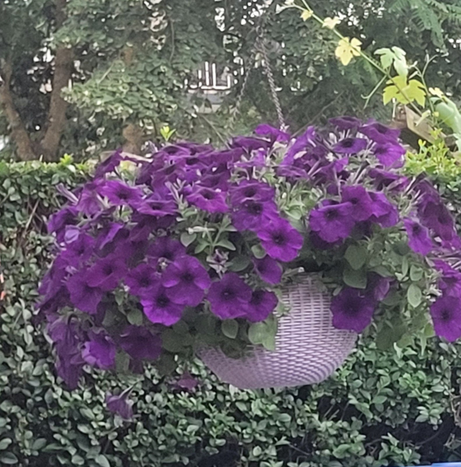 Donkerblauwe Petunia - Prachtige Hangplant, Tuin en Terras, Planten | Tuinplanten, Ophalen of Verzenden, Overige soorten