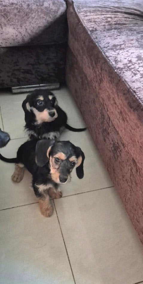 kruising ruwhaar dwergteckel puppies, Dieren en Toebehoren, Honden | Teckels en Dashonden, Parvo, 8 tot 15 weken, Dwerg, Meerdere