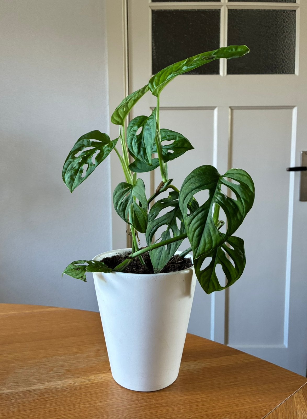 Monstera Deliciosa incl pot (zelfgekweekt), Huis en Inrichting, Ophalen, In pot, Halfschaduw, Minder dan 100 cm