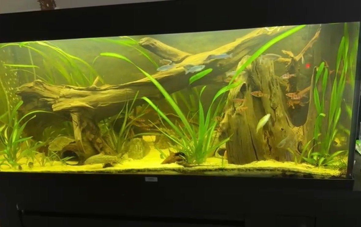 Juwel rio 240 LEEG, Dieren en Toebehoren, Ophalen, Gebruikt, Leeg aquarium, Inclusief slangen