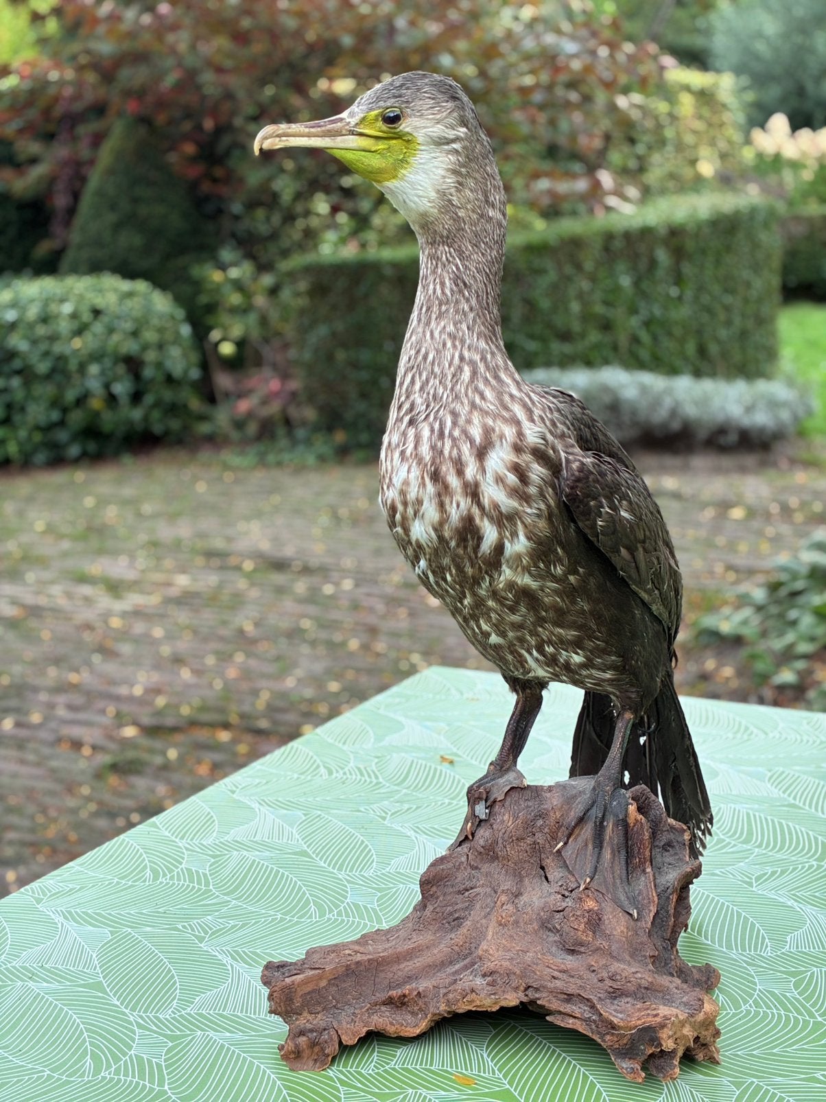 Aalscholver taxidermie, Ophalen of Verzenden, Vogel, Opgezet dier