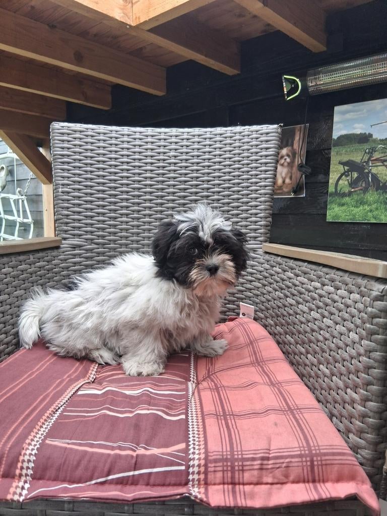 Te koop mooie kleinblijvende speelse boomer pups, Dieren en Toebehoren, Parvo, 8 tot 15 weken, Meerdere, Nederland