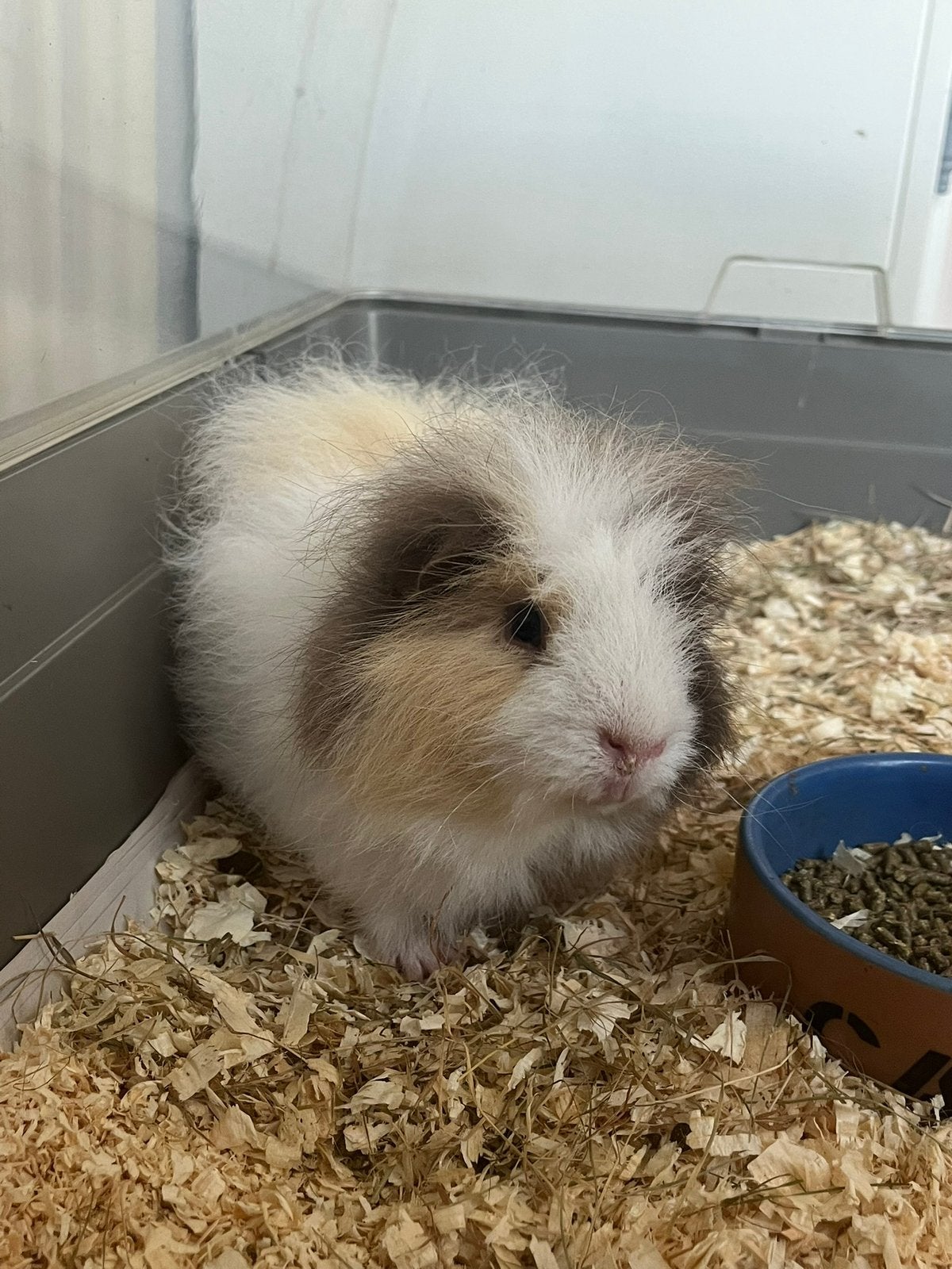 Hele mooie ch teddy cavia, Dieren en Toebehoren, Cavia, Juni, Mannelijk, Tam