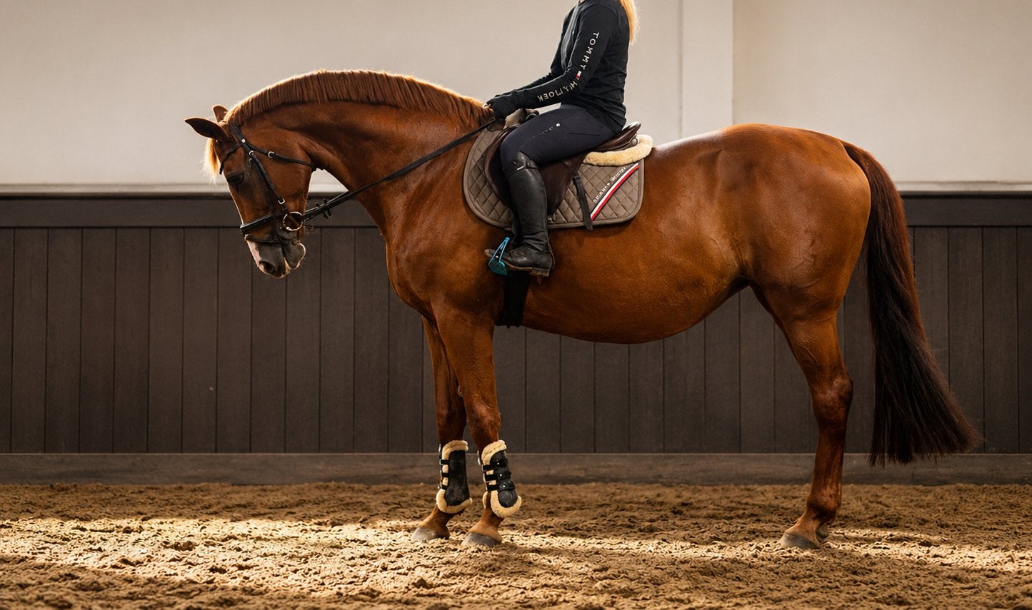 Schoolmaster lieve merrie, Merrie, Recreatiepaard, 11 jaar of ouder