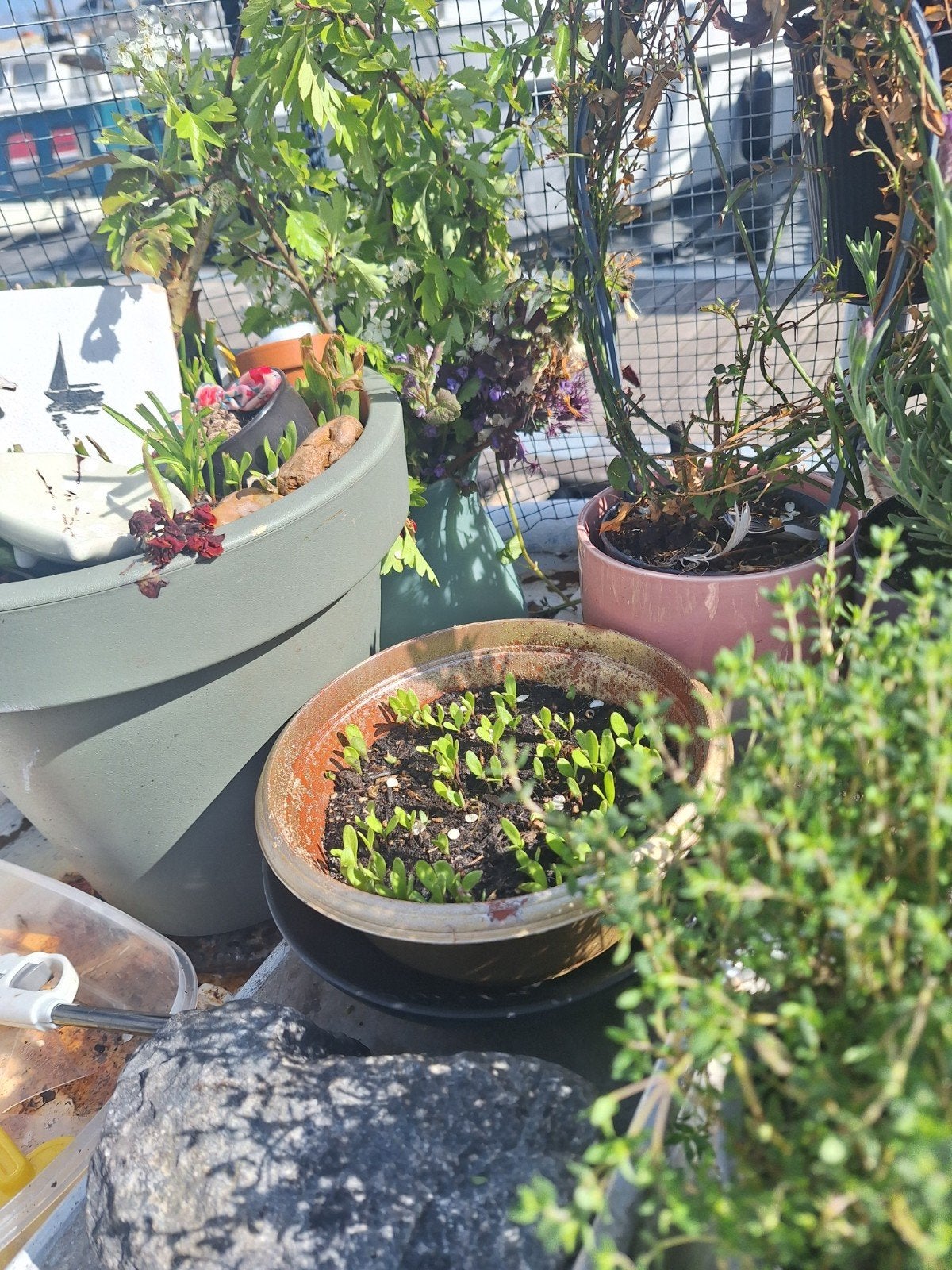 TUIN MET STEIGER, HUISJE EN SLOEP IN DEN ILP NOIRDHOLLAND, Ophalen of Verzenden, Overige soorten, Volle zon