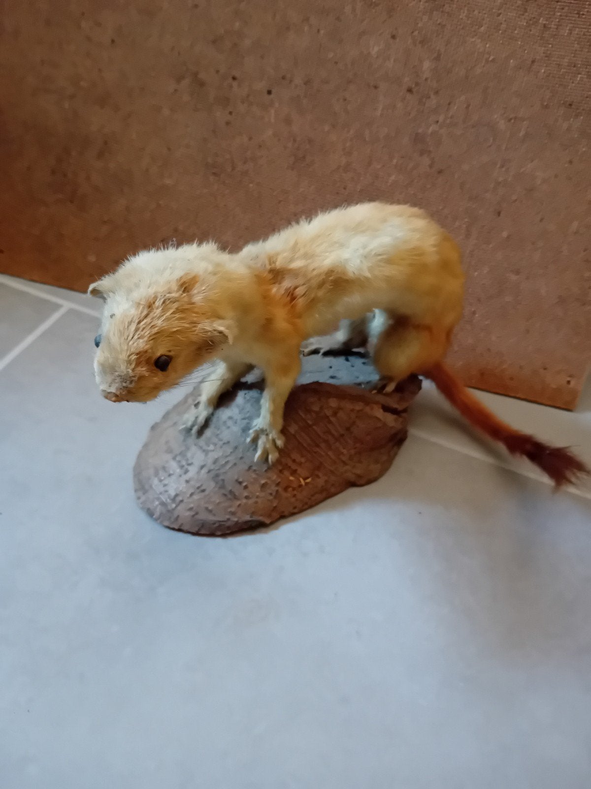 2 Opgezette wezel / marter, Ophalen of Verzenden, Gebruikt, Wild dier, Opgezet dier