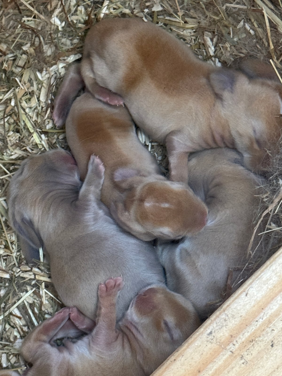 Handtamme baby konijntjes, Dieren en Toebehoren, Konijnen, Meerdere dieren, Dwerg