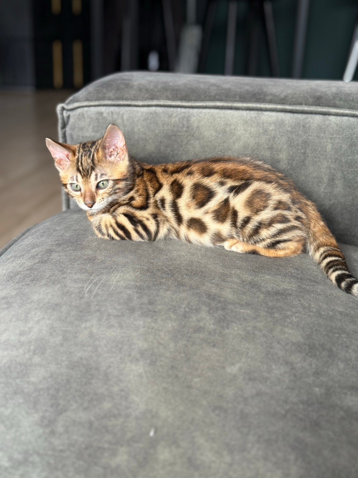 100% bengaalse kittens | geboren op di 4 aug, Meerdere dieren, 0 tot 2 jaar