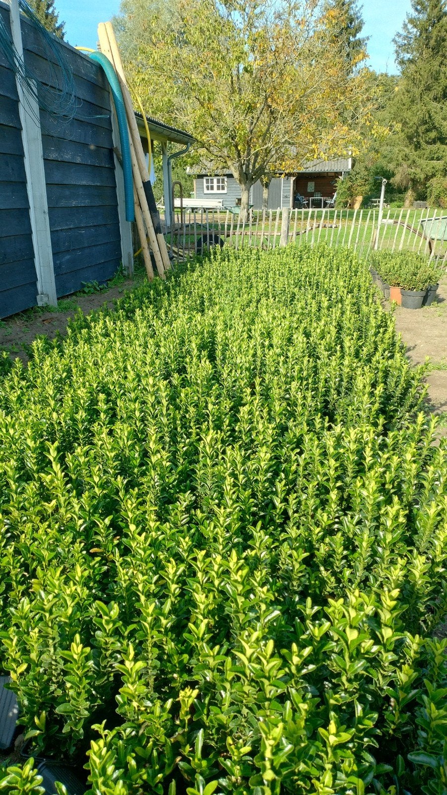 Euonymus (green spire), Vaste plant, Bloeit niet, Halfschaduw, Ophalen