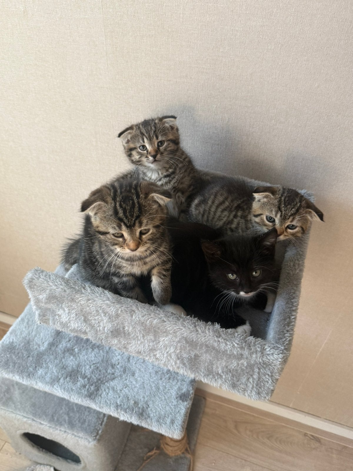 Mooie kittens, Meerdere dieren