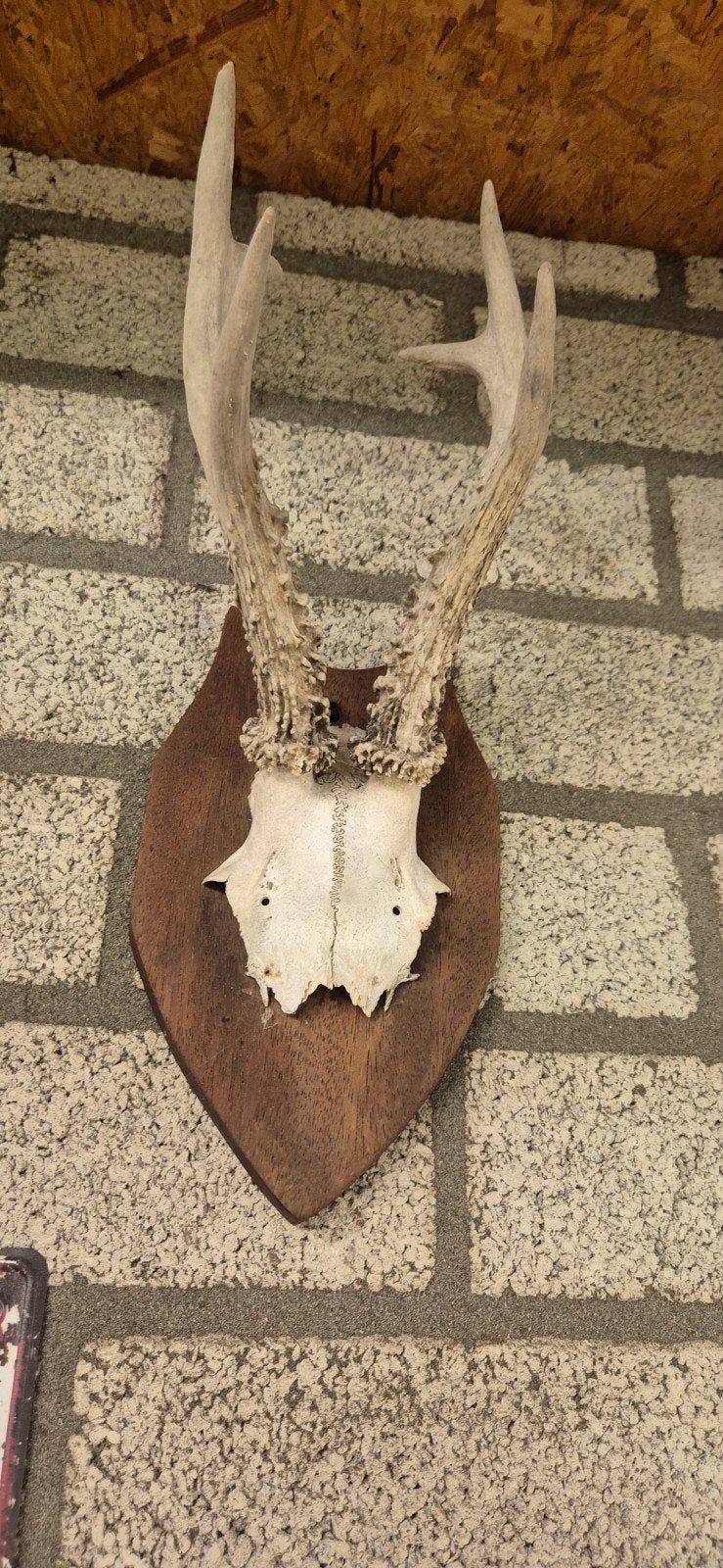 Hertenkop met gewei op houten schild, Ophalen of Verzenden, Gebruikt, Hert, Gewei of Kop