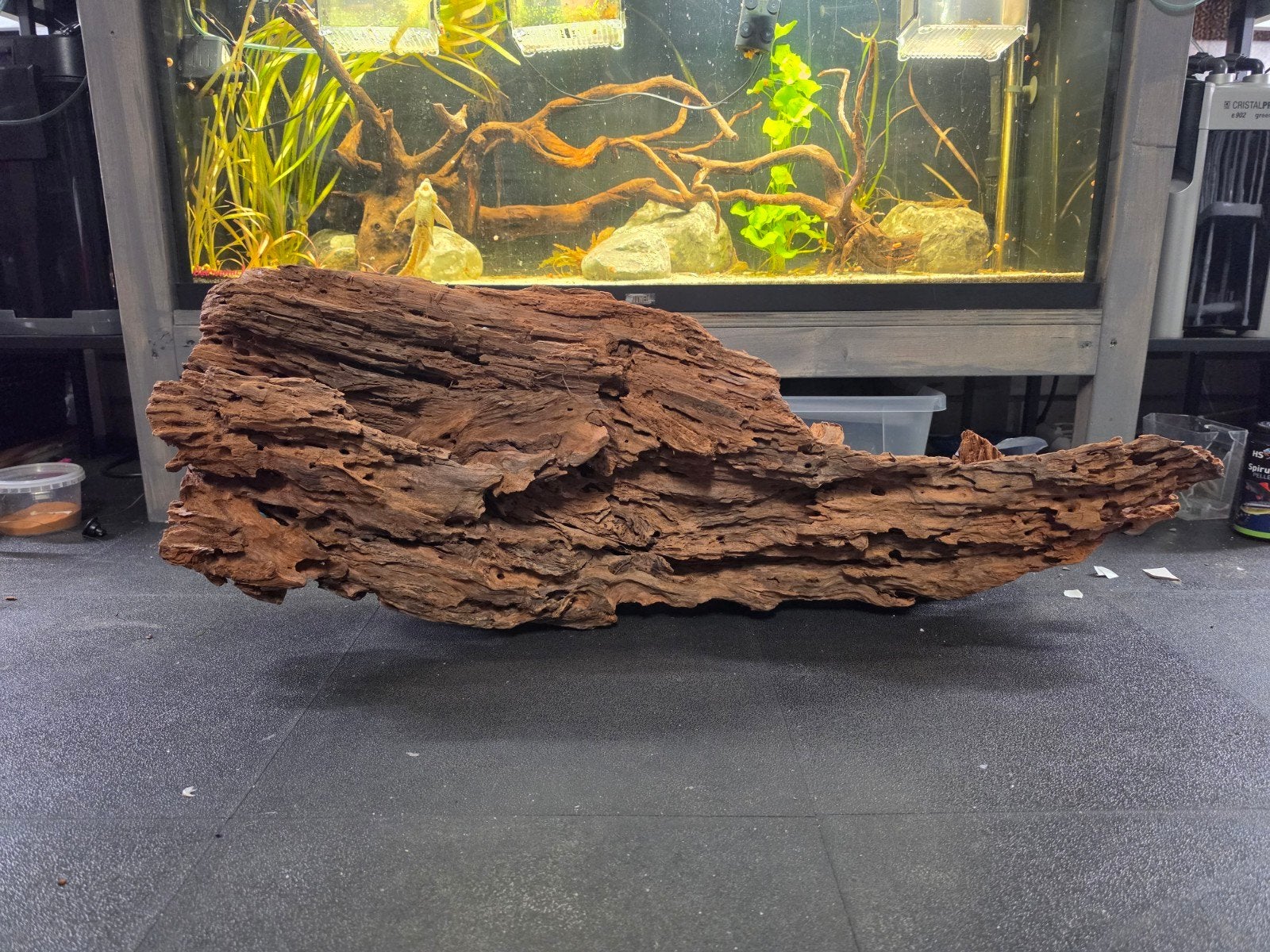 1 groot stuk mangrove, Dieren en Toebehoren, Ophalen, Nieuw, Plant(en), Steen of Hout