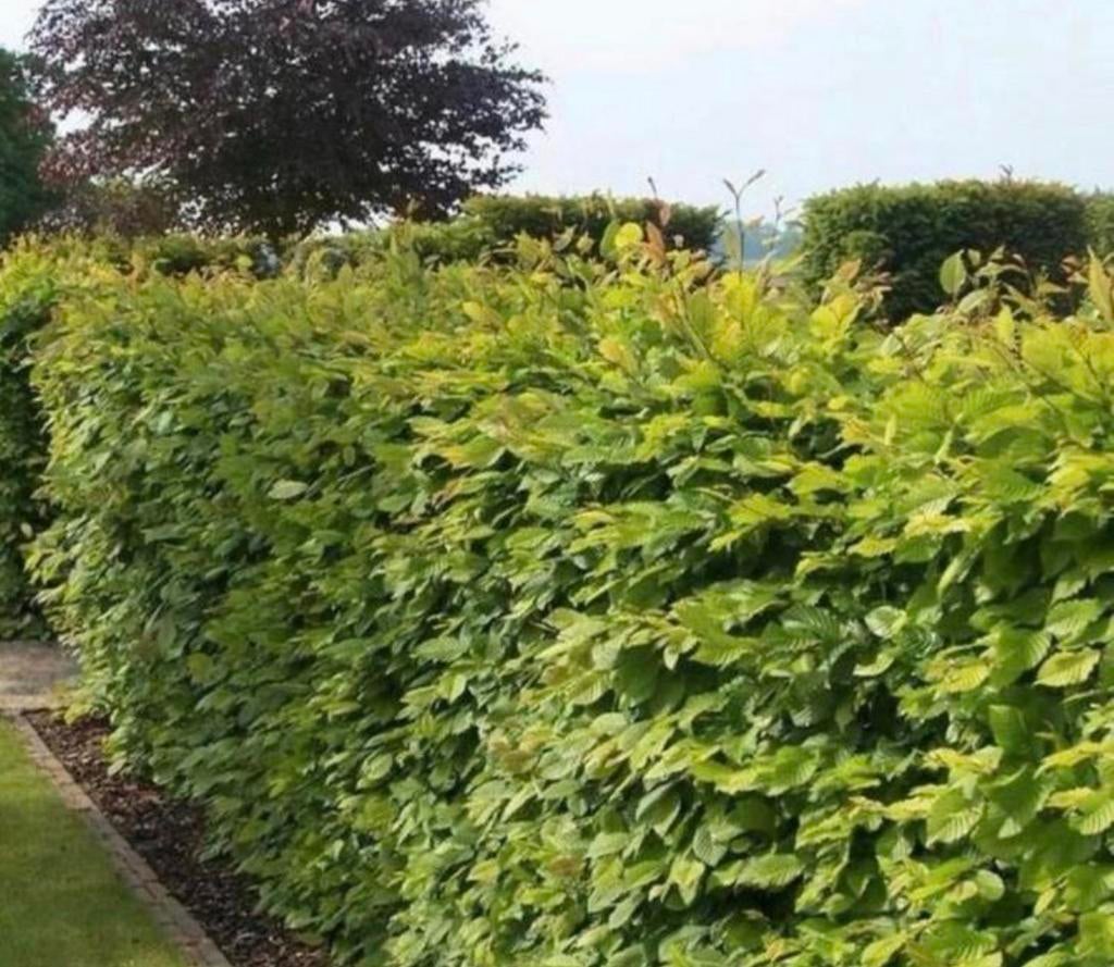 Fagus Sylvatica beukenhaag, Ophalen of Verzenden, Overige soorten, Volle zon