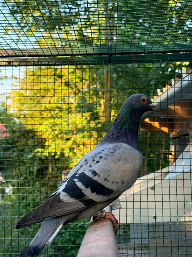 Postduif doffer, Dieren en Toebehoren, Mannelijk