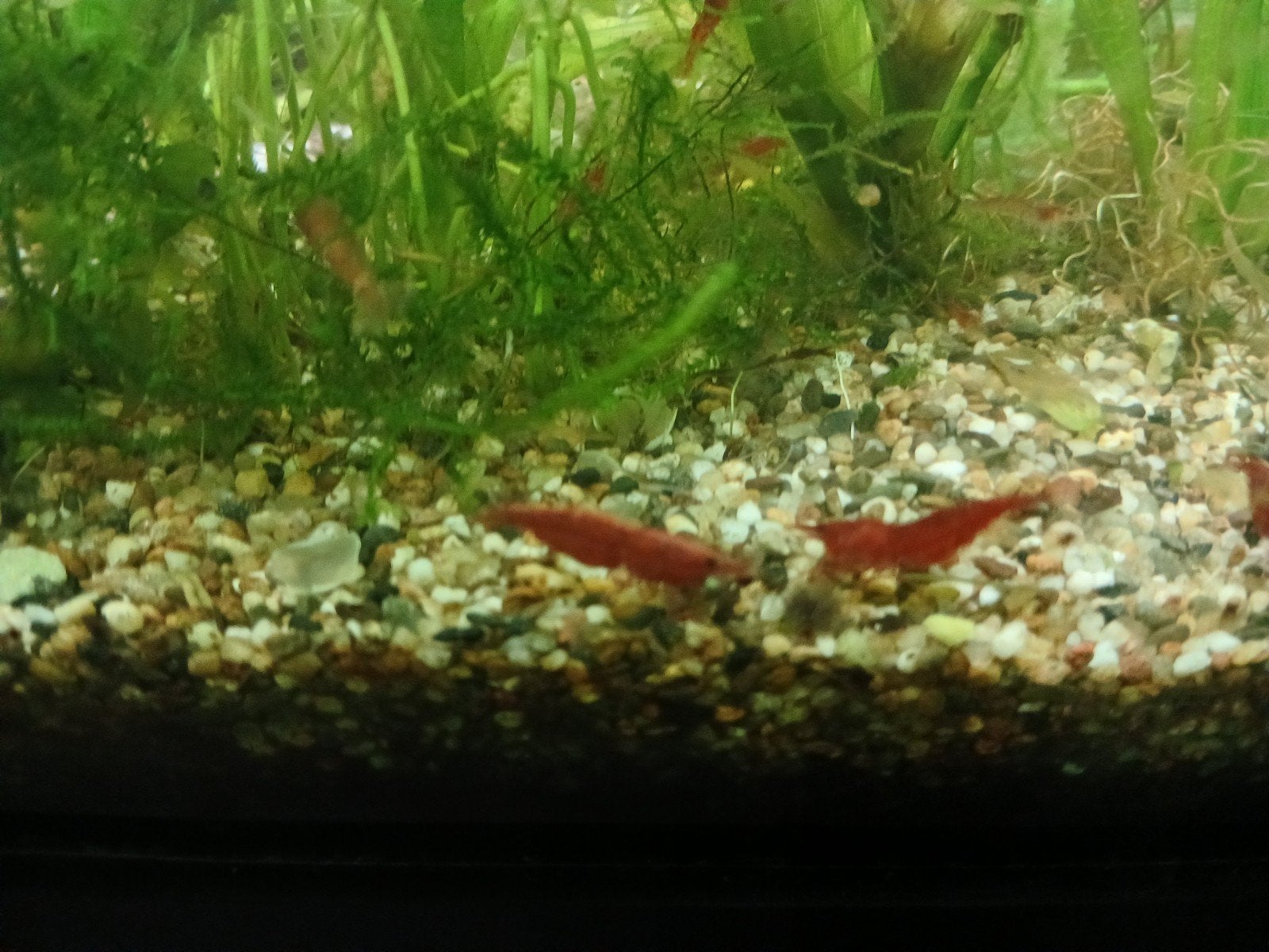 Neocaridina bloody mary diep rode garnaaltjes, Kreeft, Krab of Garnaal