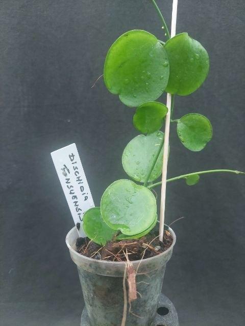 Dischidia tonsuensis, Overige soorten, Minder dan 100 cm, Bloeiende kamerplant, Halfschaduw