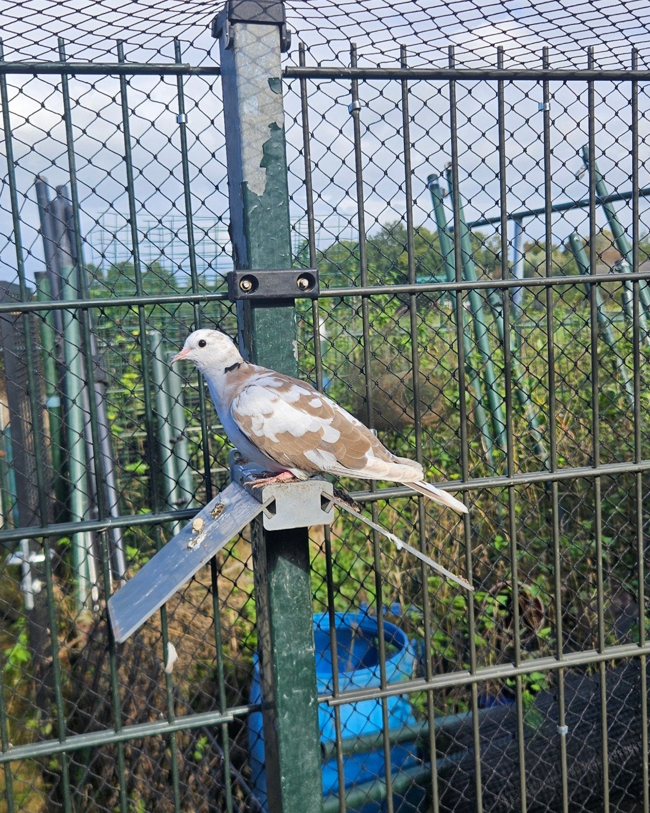 tortelduiven te koop, Dieren en Toebehoren, Geslacht onbekend