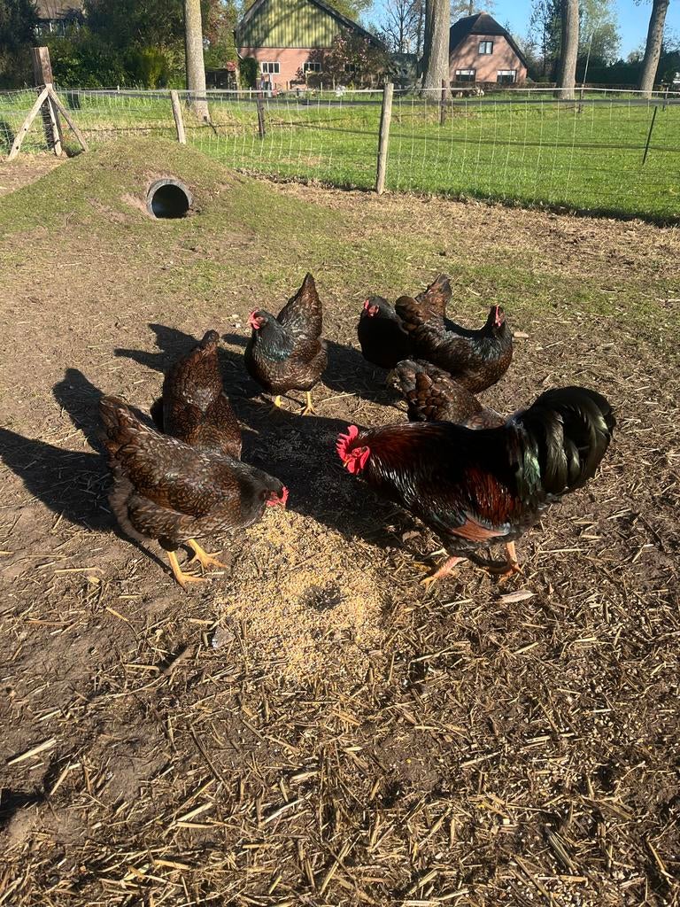 Barnevelder dubbelgezoomd groot broedeieren, Dieren en Toebehoren, Pluimvee, Geslacht onbekend, Kip