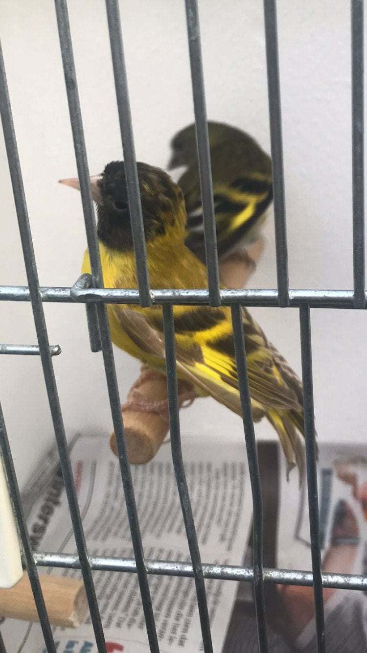 Zwartkopsijs man topaas 2025, Mannelijk, Wildzangvogel, Geringd