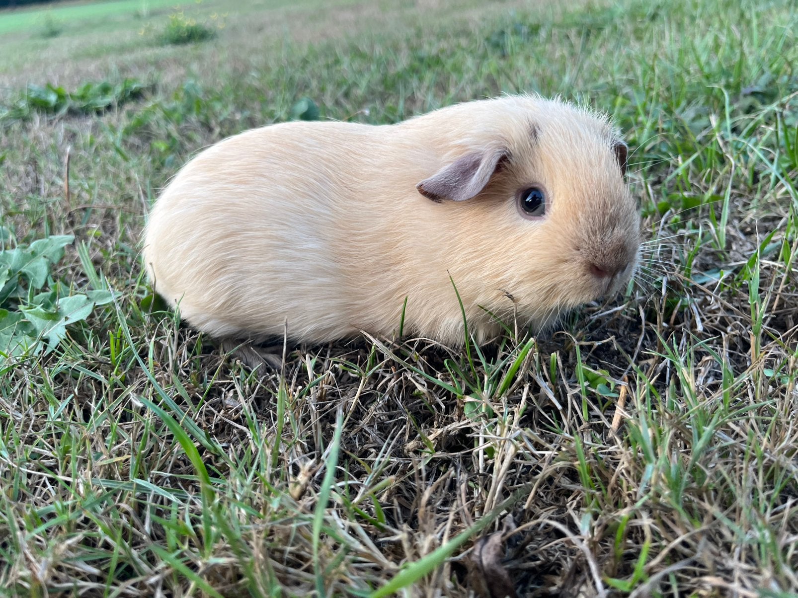 Creme cali choco zeugje, Dieren en Toebehoren, Knaagdieren, Cavia, Vrouwelijk, Mei, Tam