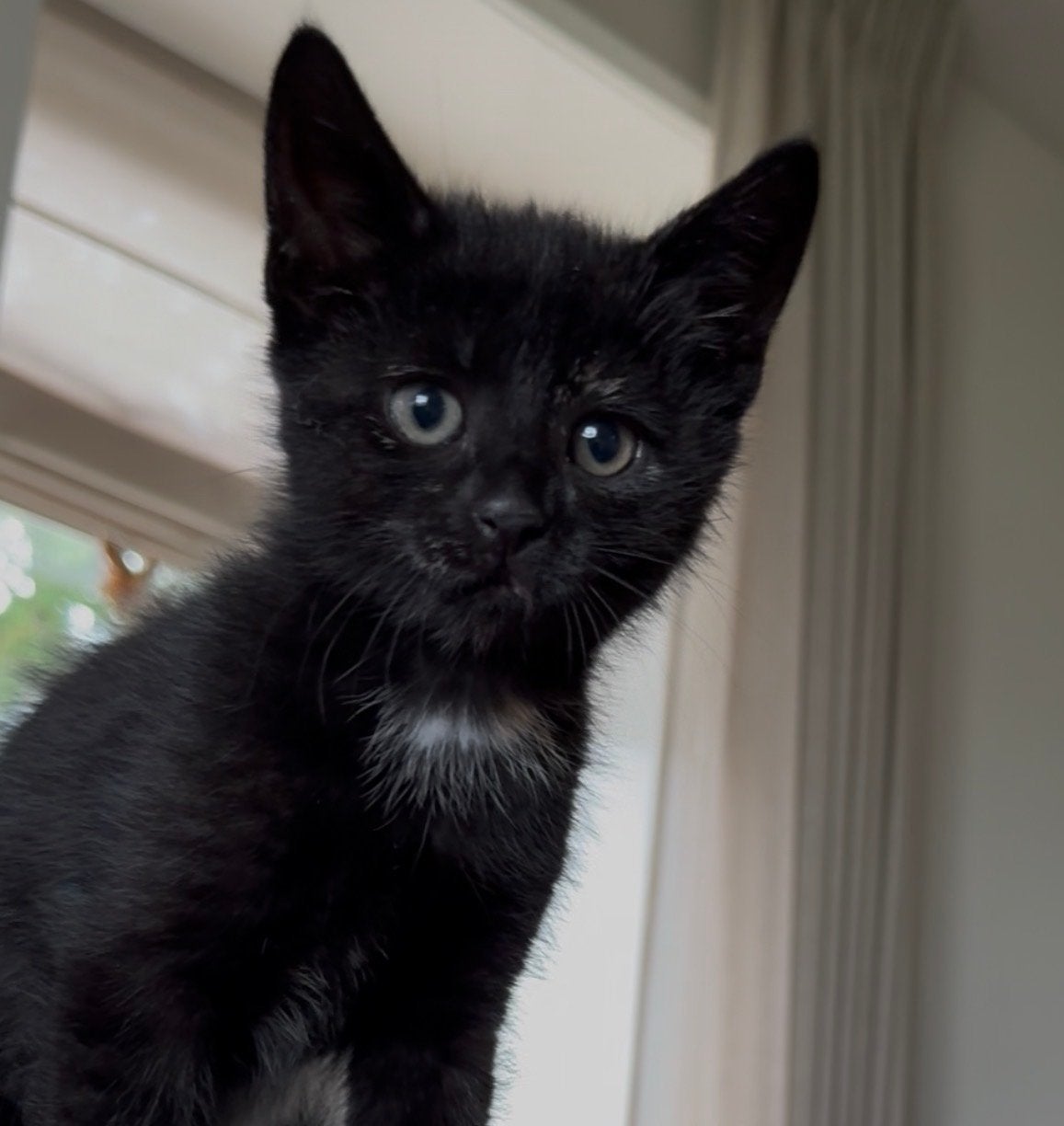 Kitten (poes) mag weg vanaf 29 juni, Poes