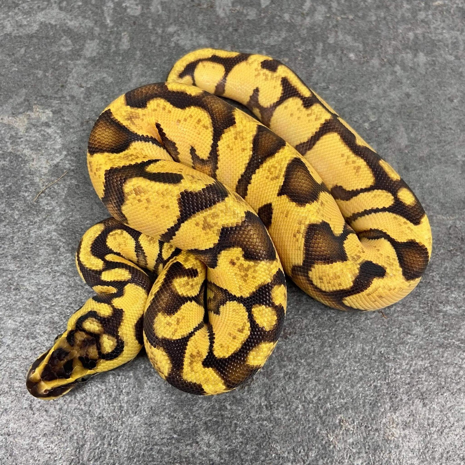 0.1 Spotnose Enchi Yellowbelly Pastel Fire of Orange dream Ball Python - female for sale from Elise