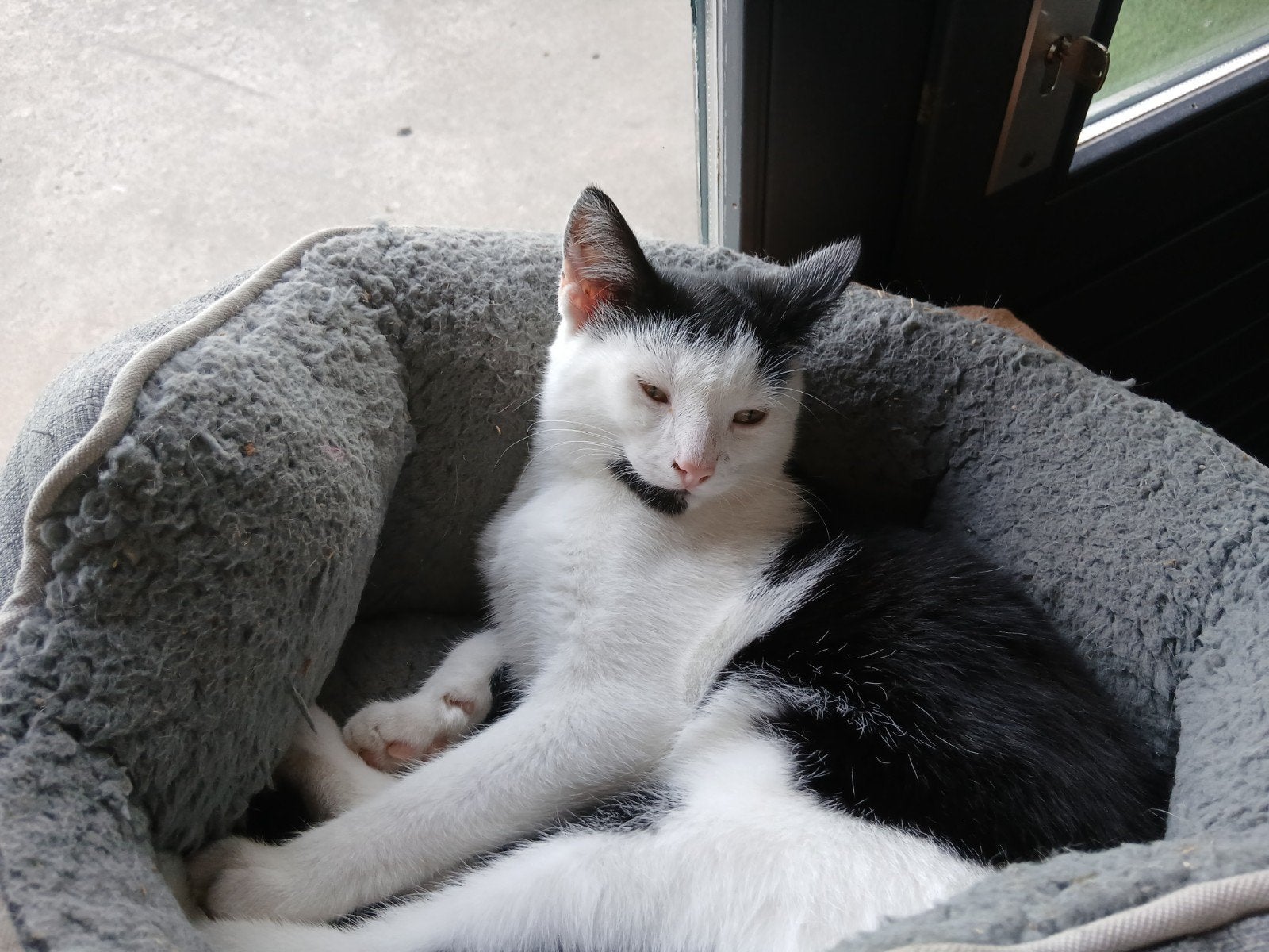 lieve jonge poes zoekt een fijn huisje voor zichzelf alleen., Poes, Kortharig, 0 tot 2 jaar