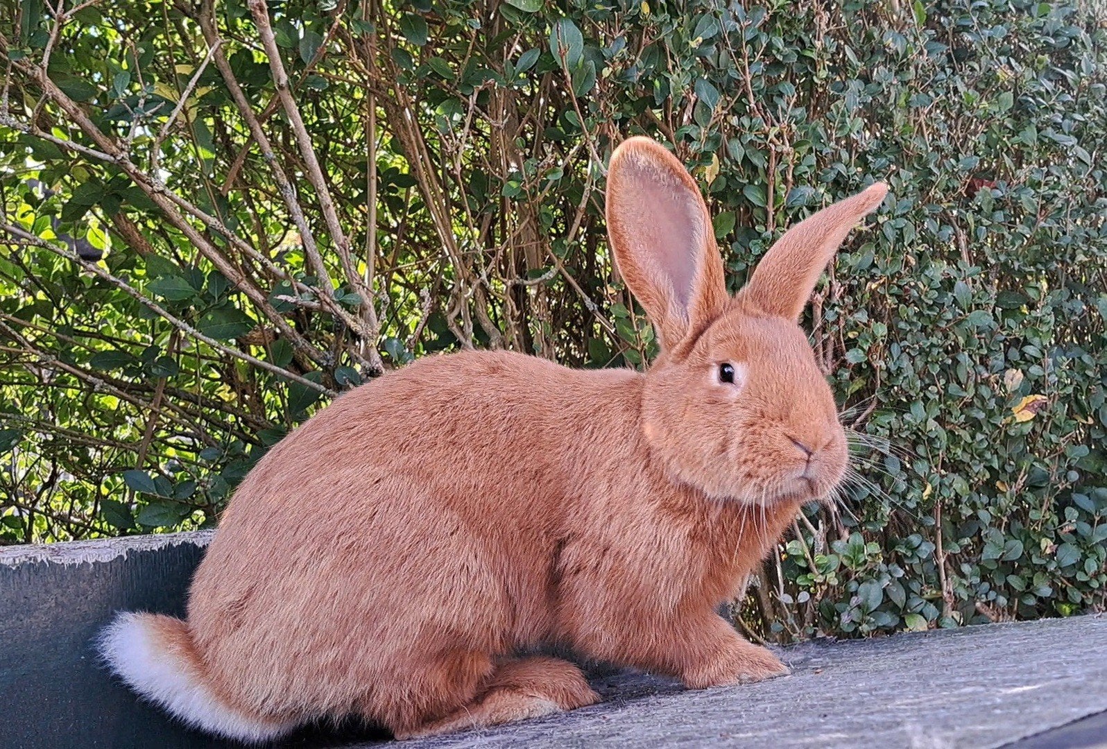 Aanhankelijke, tamme ram, vlaamse reus x rode nieuwzeelander, Dieren en Toebehoren, Mannelijk, Groot, 0 tot 2 jaar