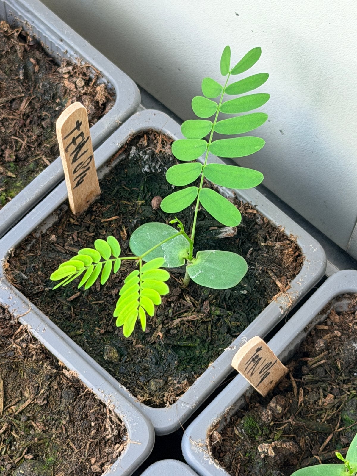 Zaden en planten van de witte mimosa uit Tenerife, Ophalen of Verzenden, Gehele jaar, Volle zon, Zaad