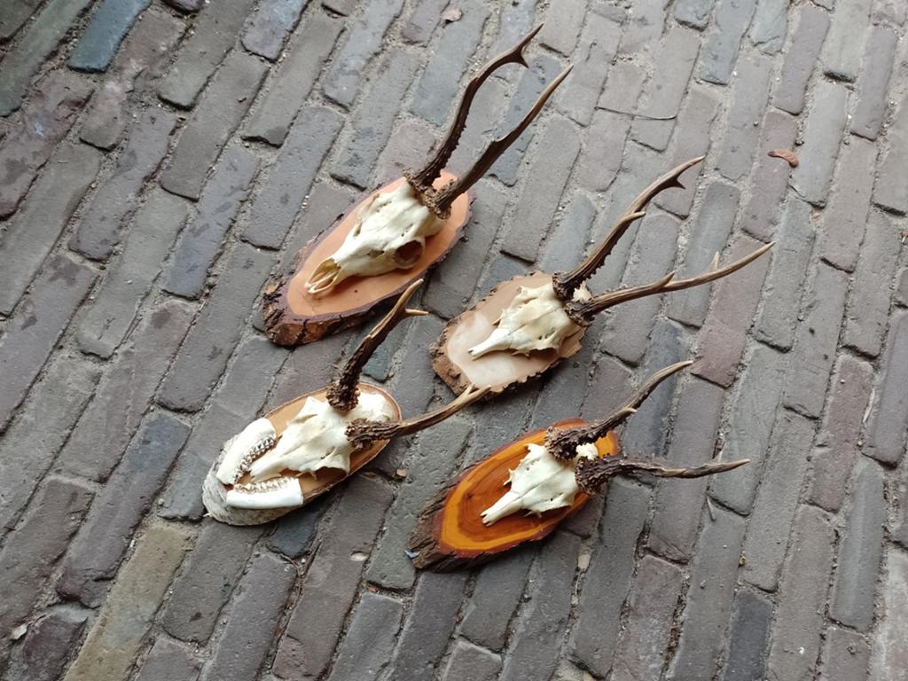 Lot geweitjes gewei reebok ree schedel landelijk, Ophalen of Verzenden, Hert, Schedel