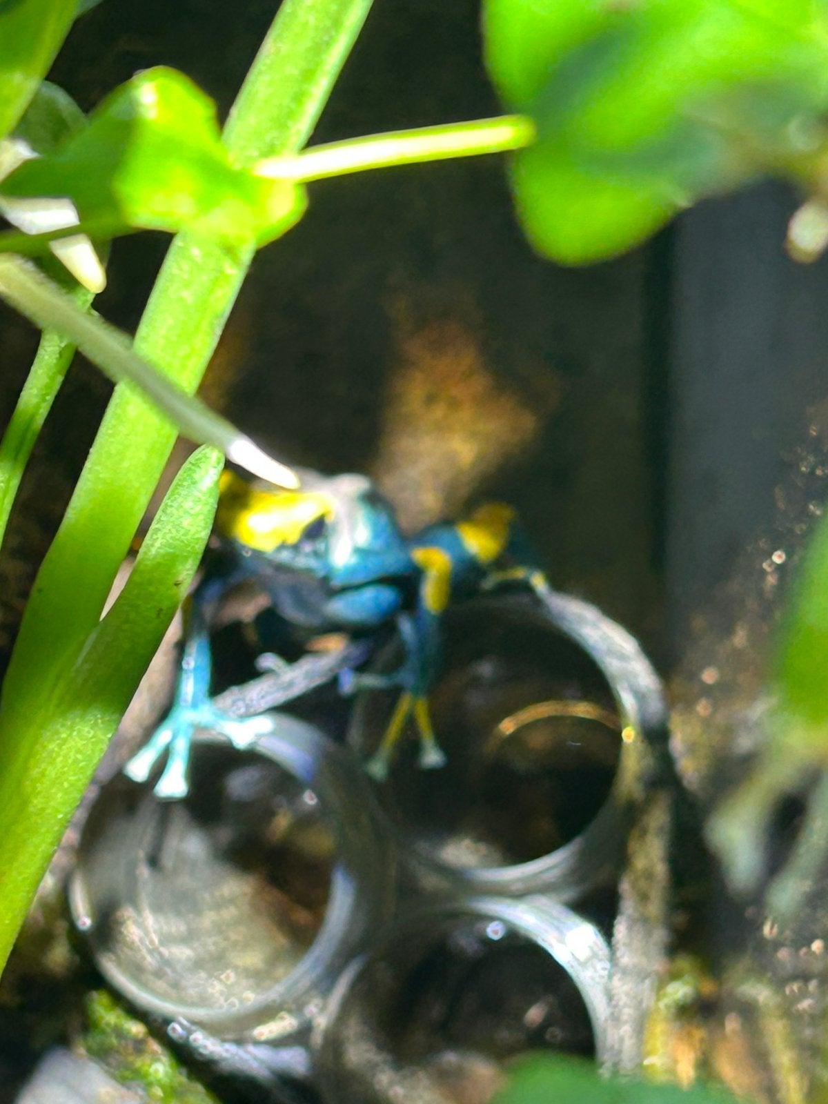 Dendrobates tinctorius tumucumaque Frog photo 2