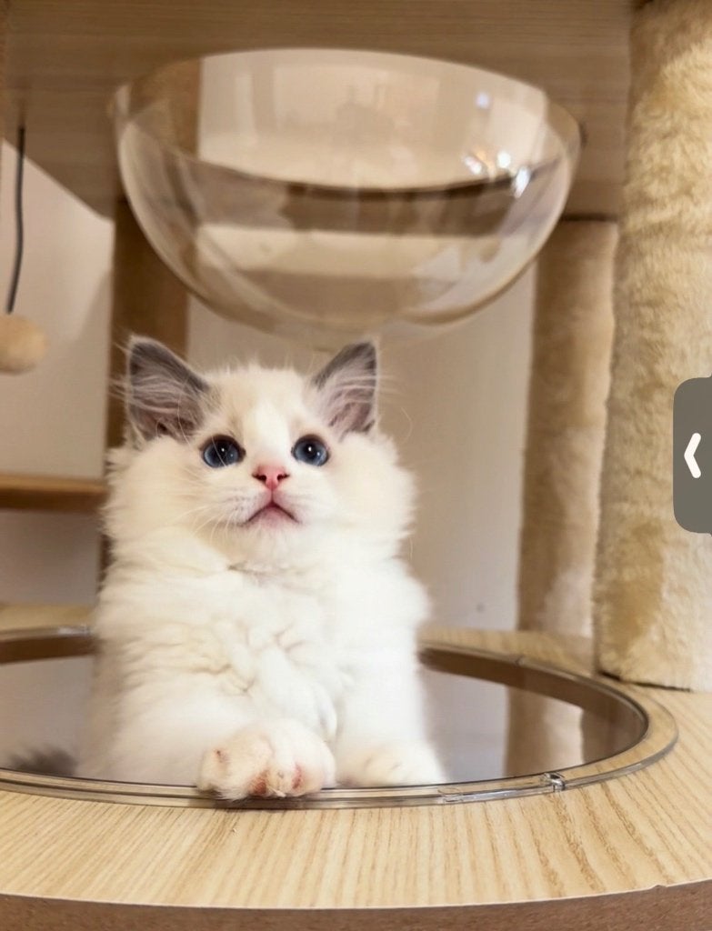TICA Ragdoll Cattery| Kitten with Breeding Rights| stamboom, Poes, Met stamboom, 0 tot 2 jaar