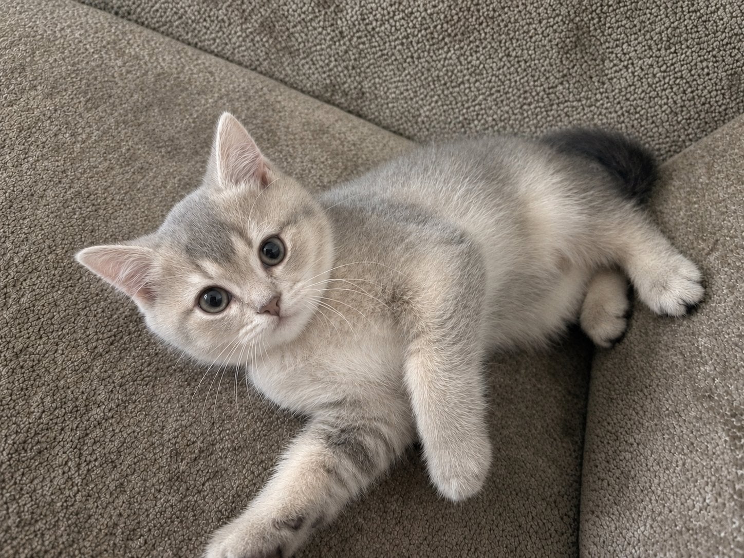 Britse Korthaar poesje kitten, Poes, Ontwormd