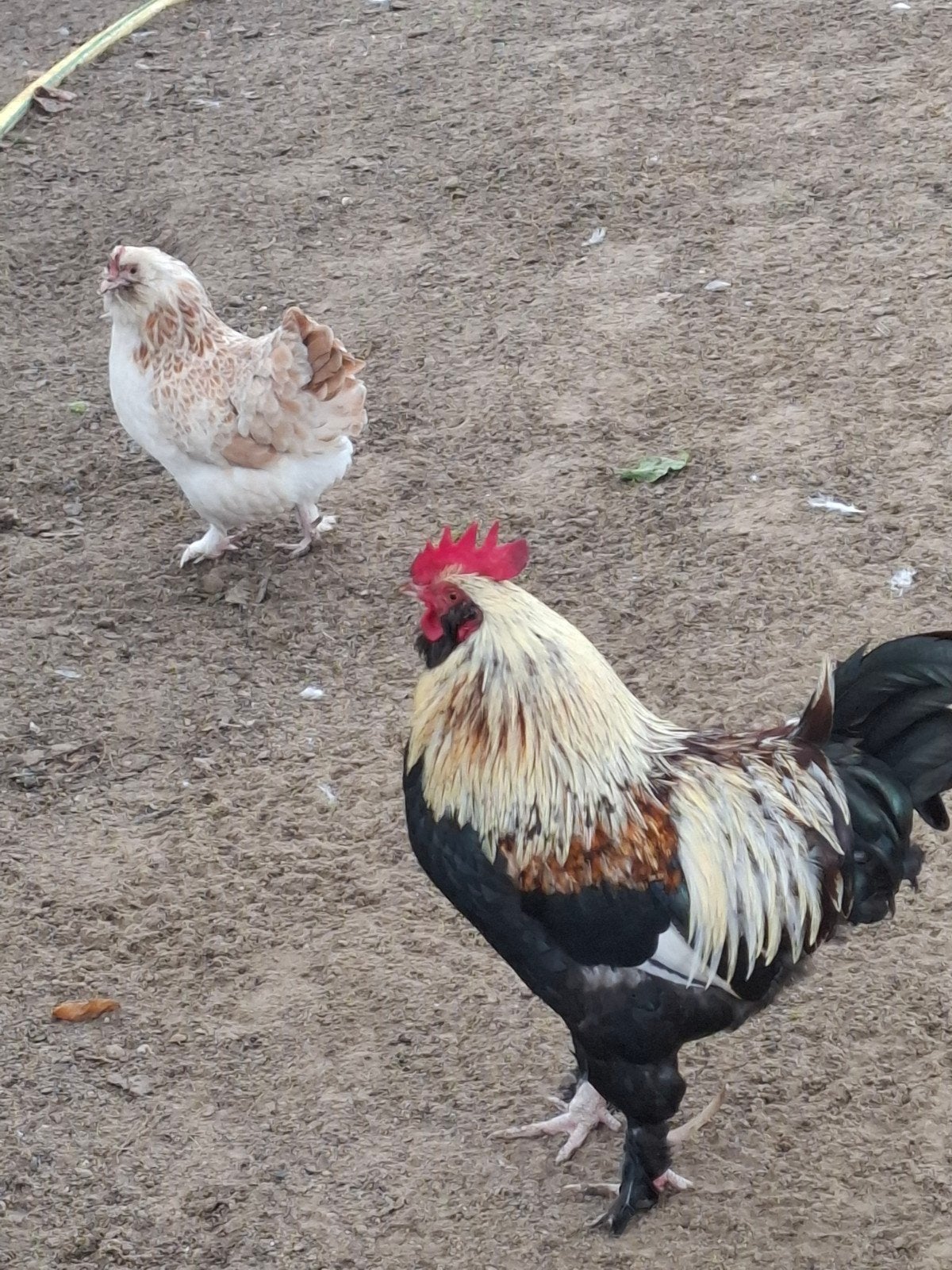 faverolles  kippen, Dieren en Toebehoren, Meerdere dieren, Kip