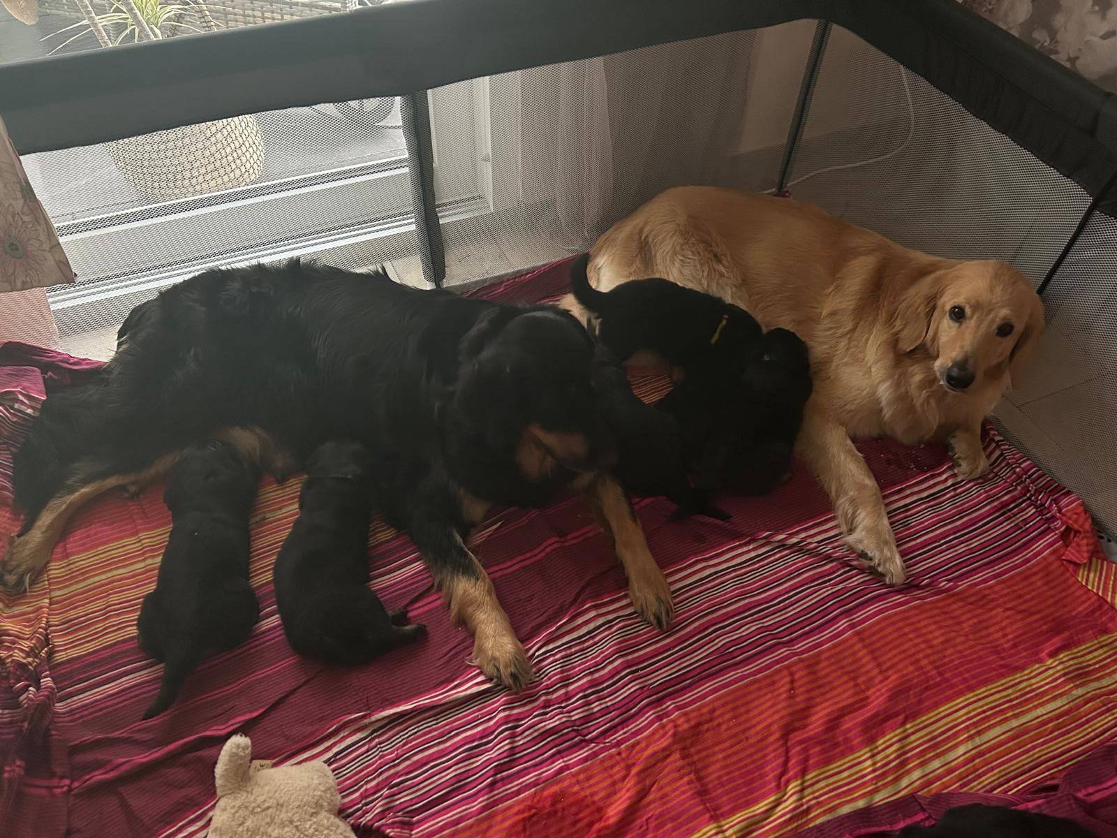 Hovawart pups, Dieren en Toebehoren, Parvo, 8 tot 15 weken, Meerdere, Meerdere dieren