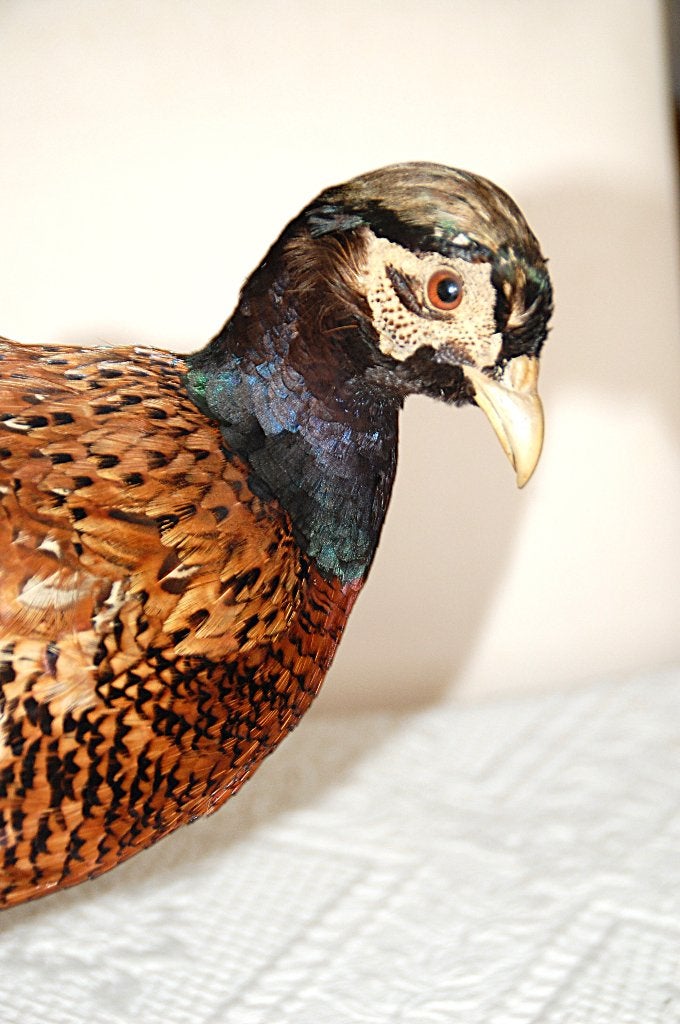 opgezette vogel fazant, Ophalen of Verzenden, Zo goed als nieuw, Vogel, Opgezet dier