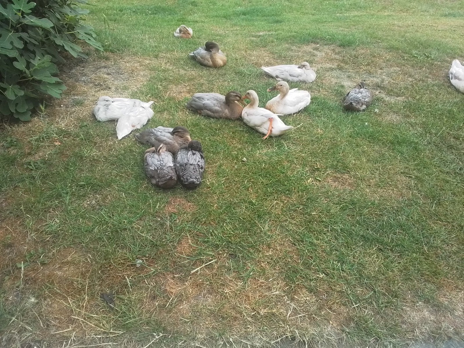 loopeenden, Dieren en Toebehoren, Pluimvee, Meerdere dieren, Eend