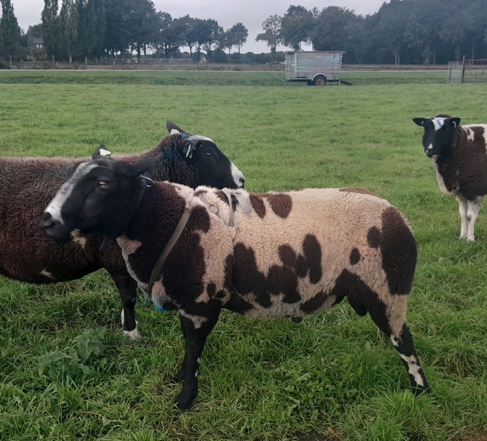 Bonte dekram, Mannelijk, Schaap, 0 tot 2 jaar