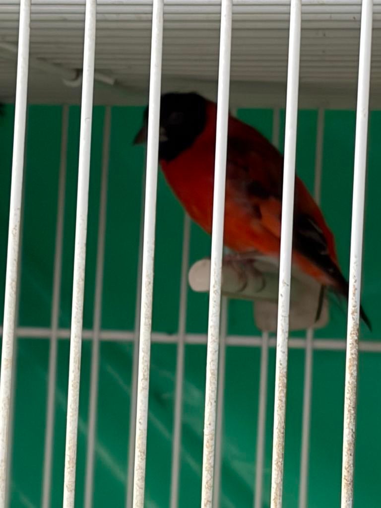 Kapoetsen sijs kopel, Meerdere dieren, Wildzangvogel, Geringd