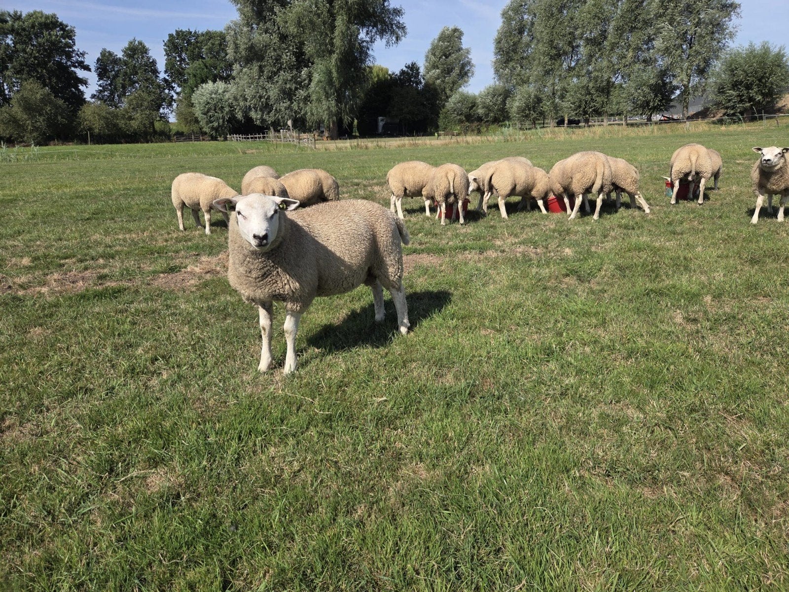 jonge dekrammen swifter x Engelse texelaar, Dieren en Toebehoren, Mannelijk, Schaap, 0 tot 2 jaar