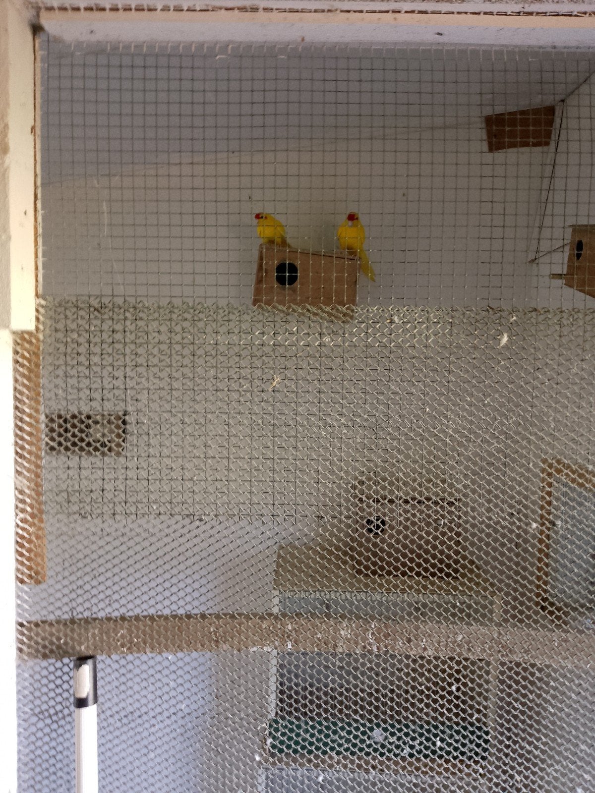 Kakariki, Meerdere dieren, Parkiet, Geringd