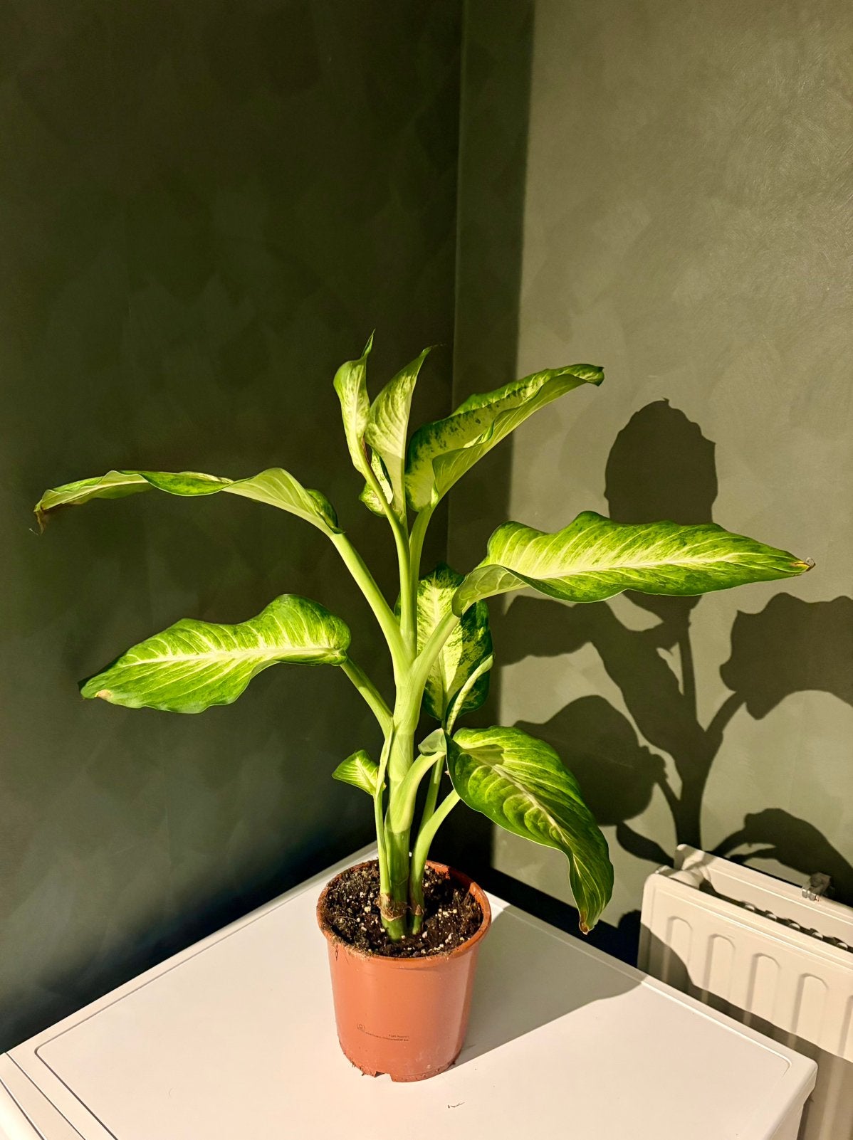 Dieffenbachia kamerplant, Ophalen, Halfschaduw, Minder dan 100 cm