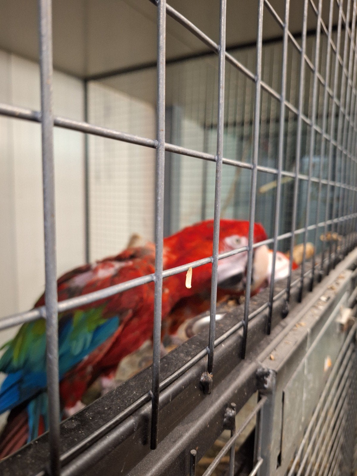 koppel groen vleugel x geelvleugel ara te koop aangeboden, Dieren en Toebehoren, Vogels | Parkieten en Papegaaien, Meerdere dieren