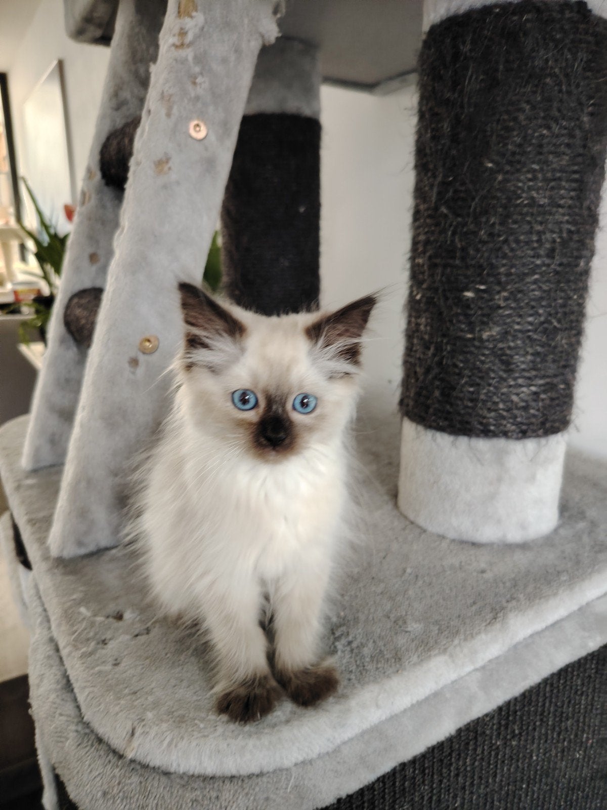 lieve ragdoll kittens, Dieren en Toebehoren, Meerdere dieren