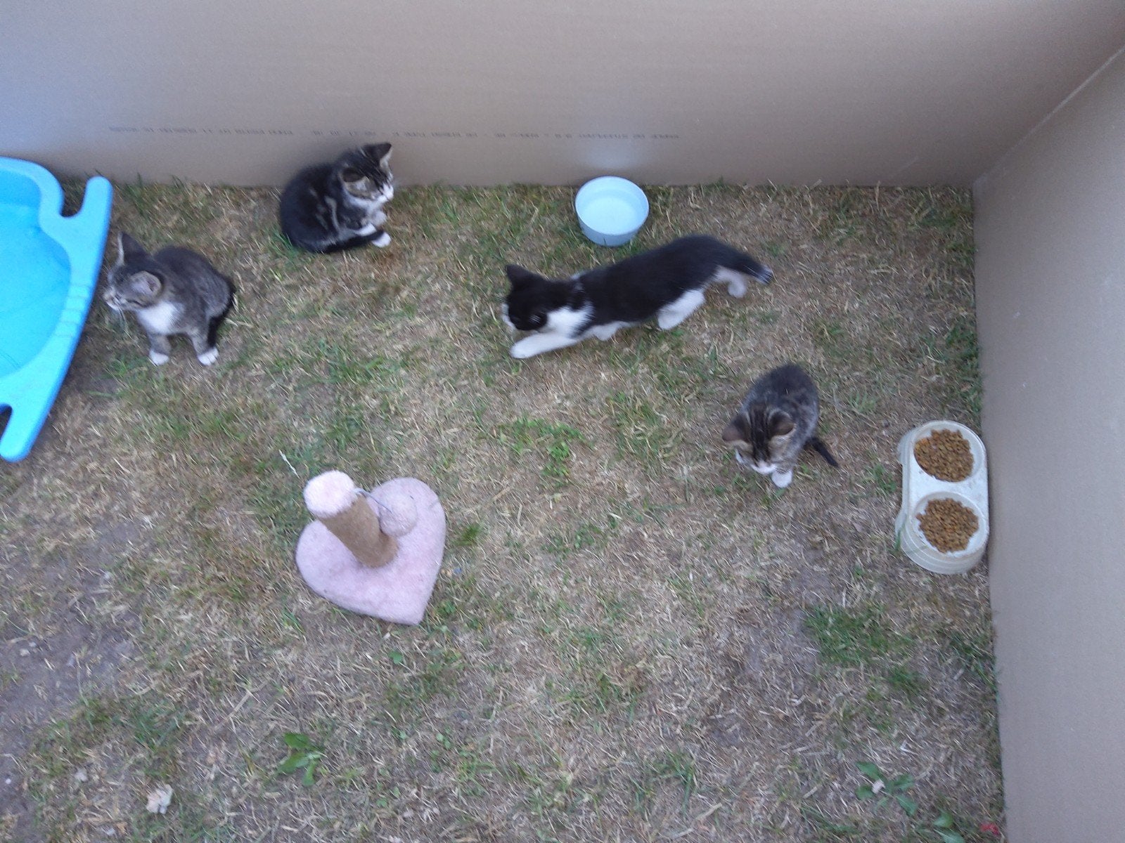 4 lieve boederij kittens. nu nog twee, Meerdere dieren